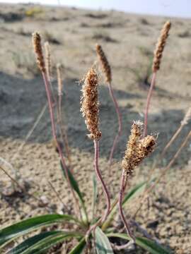 Image de Plantago canescens Adams