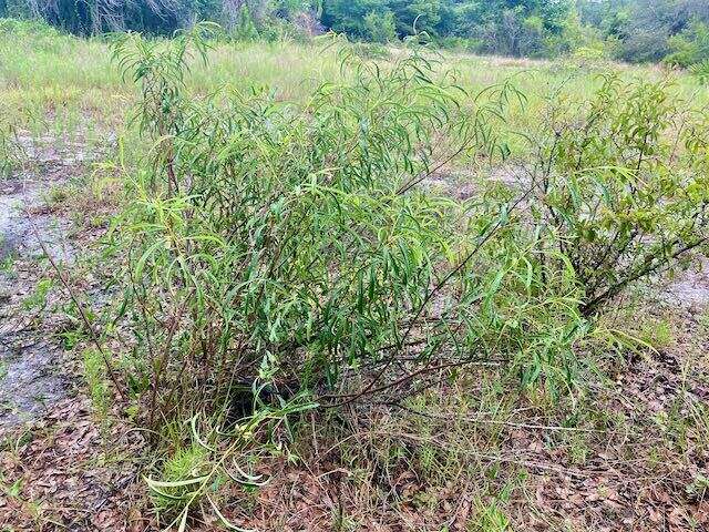 Image of Manasota Pawpaw