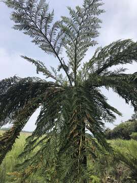 Image of Grassland tree fern