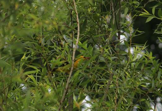 Image of Eurasian Golden Oriole