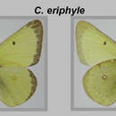 Imagem de <i>Colias philodice eriphyle</i>