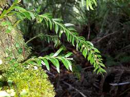 Image of Tmesipteris sigmatifolia Chinnock