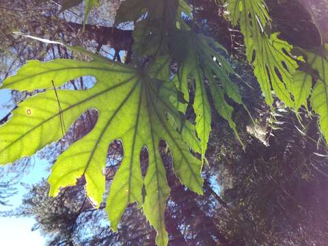 Image of Fatsia polycarpa Hayata