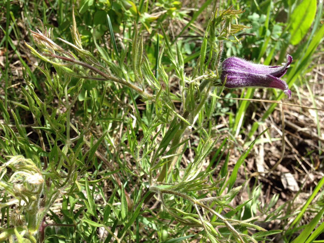 Image of hairy clematis