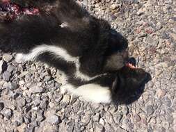 Image of Hooded Skunk