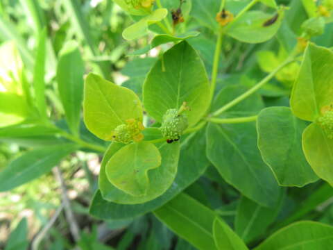 Image of Euphorbia adenochlora C. Morren & Decne.