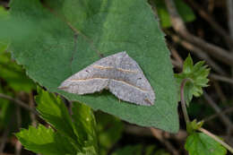 Sivun Scotopteryx mucronata Scopoli 1763 kuva