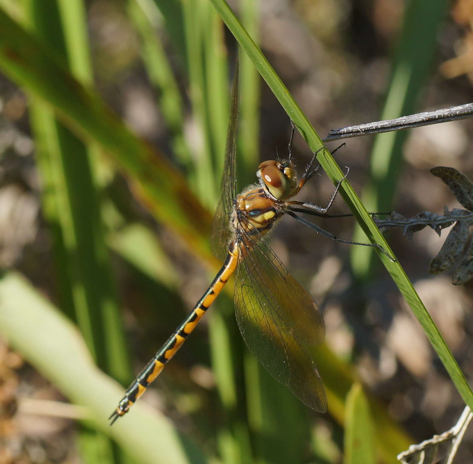 Image of Sentry Dragonfly