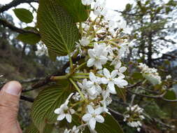 Imagem de Viburnum nervosum D. Don