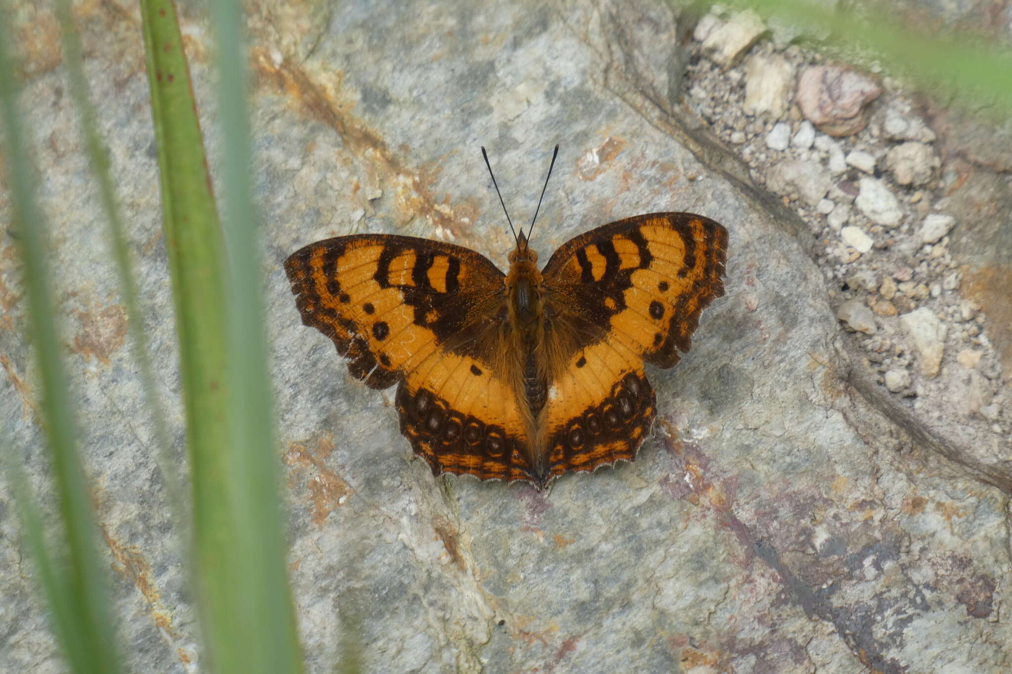 Image of Catacroptera cloanthe ligata Rothschild & Jordan 1903