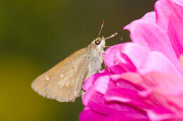 Image of Broad-winged Skipper