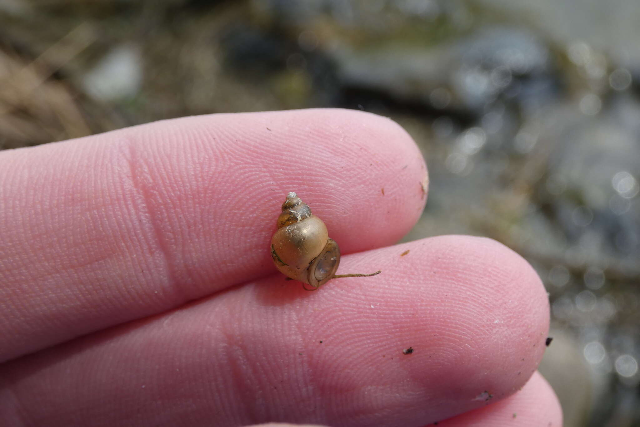 Bithynia tentaculata (Linnaeus 1758) resmi