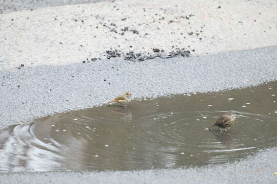 Image of Brown Scrubwren