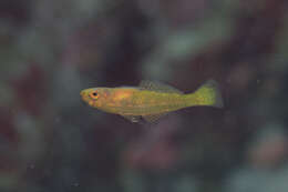 Image of Cave dwarfgoby