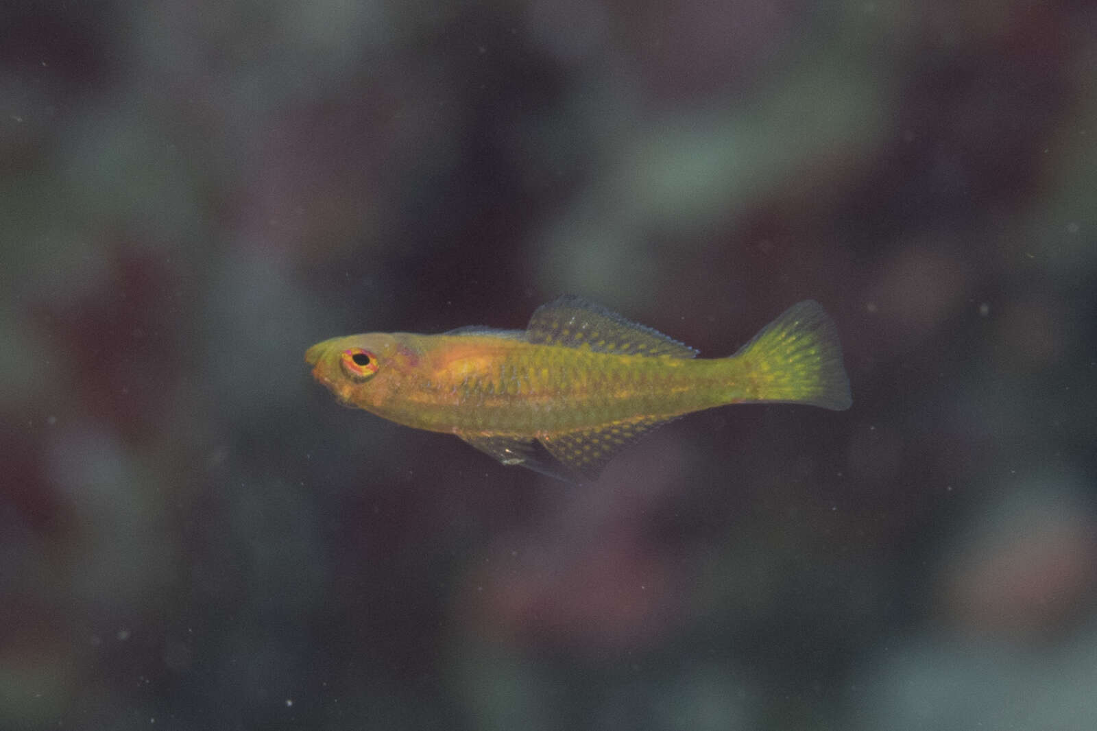 Image of Cave dwarfgoby