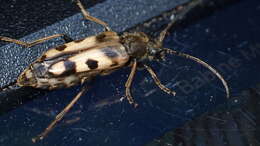 Image of Xestoleptura tibialis (Le Conte 1850)