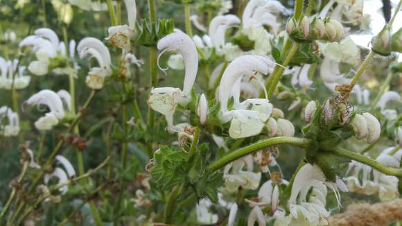 Imagem de Salvia microstegia Boiss. & Balansa