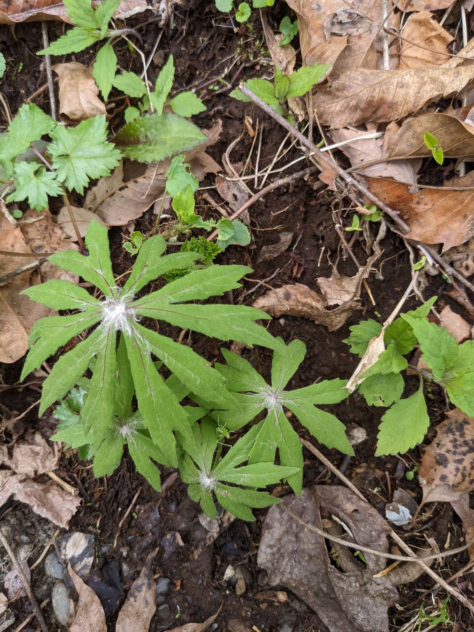 Syneilesis palmata (Thunb.) Maxim. resmi