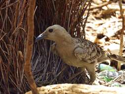 Image of Great Bowerbird