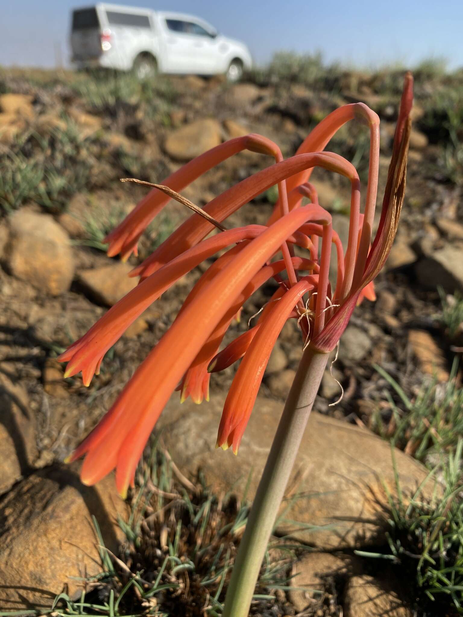 Image of Cyrtanthus tuckii Baker