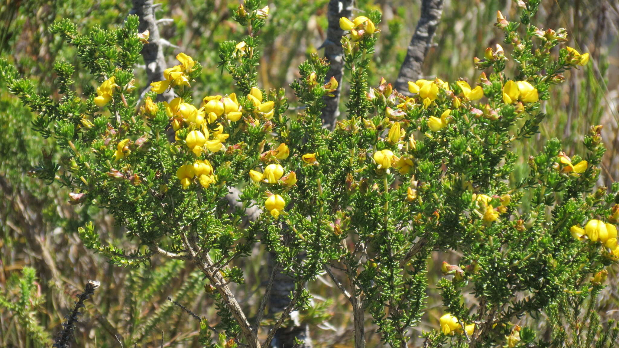 صورة Aspalathus capensis (Walp.) R. Dahlgren