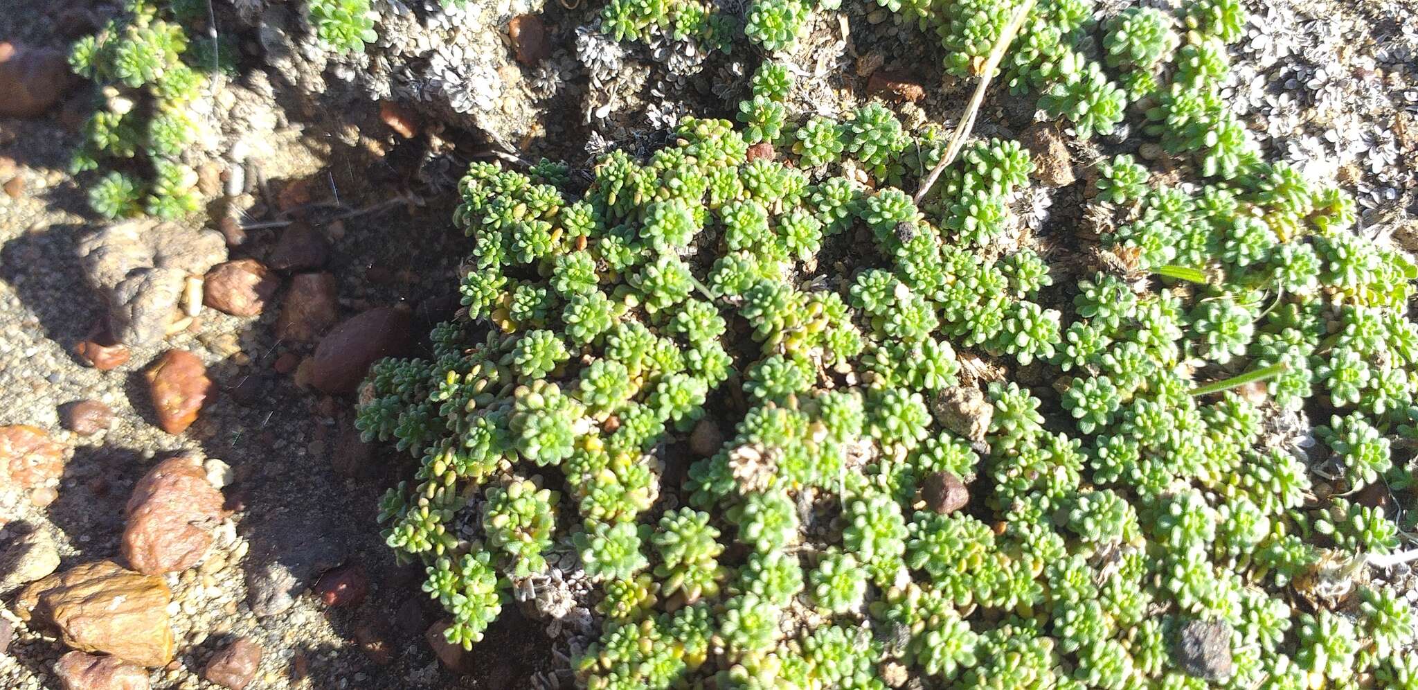 Image of Junellia micrantha (Phil.) Moldenke