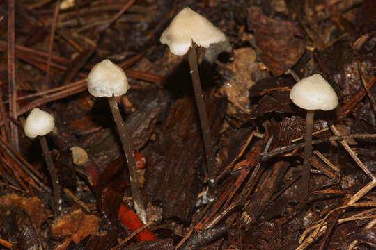 Image of Entoloma conicum (Sacc.) Hesler 1967