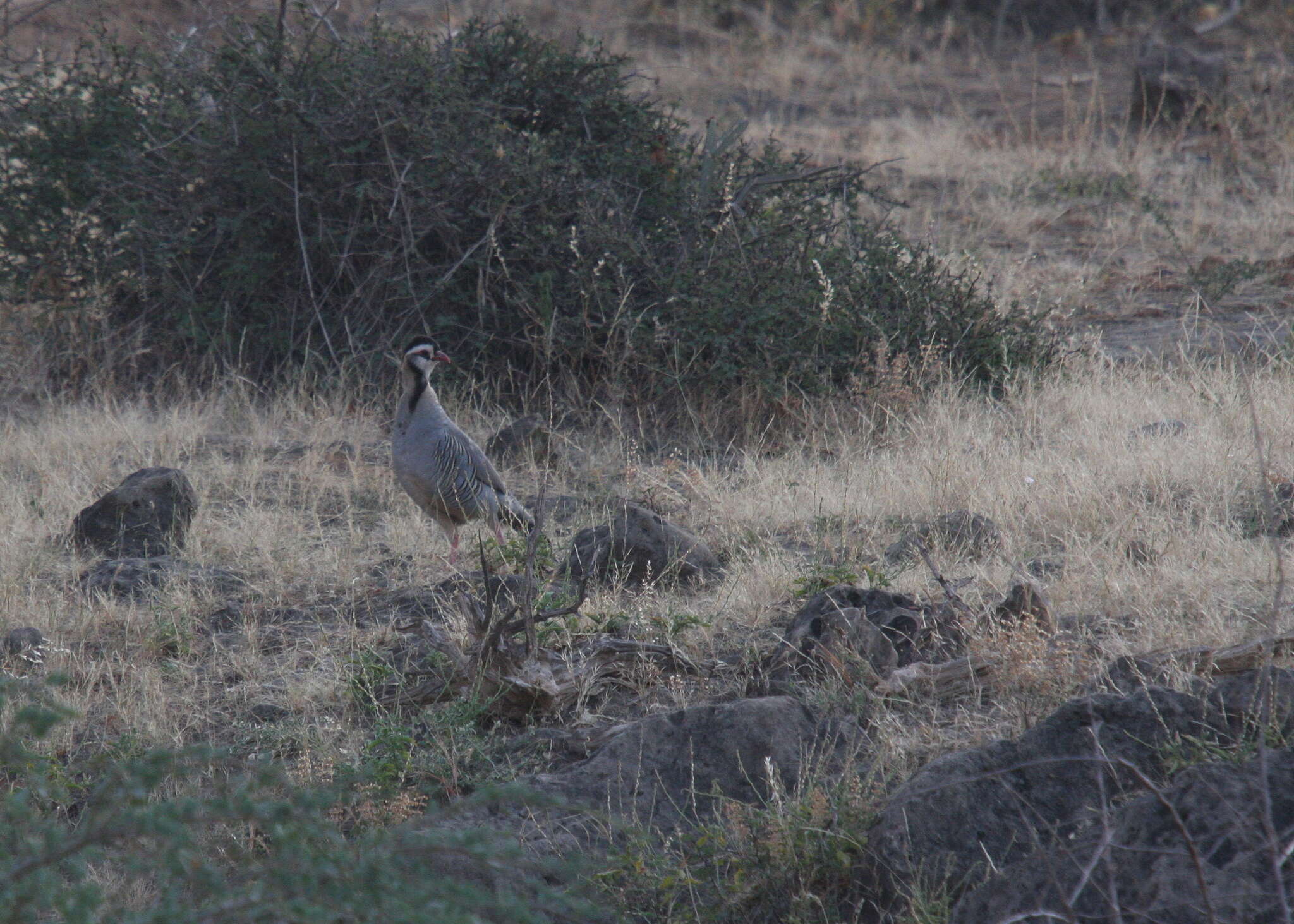 Image of Arabian Partridge