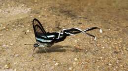 Image of Green Dragontail Butterfly