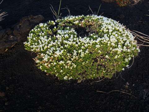 Imagem de Pseudocherleria macrocarpa (Pursh) Dillenb. & Kadereit