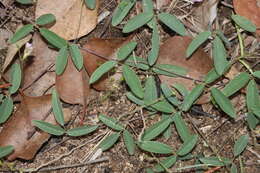 Image of Galactia tenuiflora var. lucida Baker