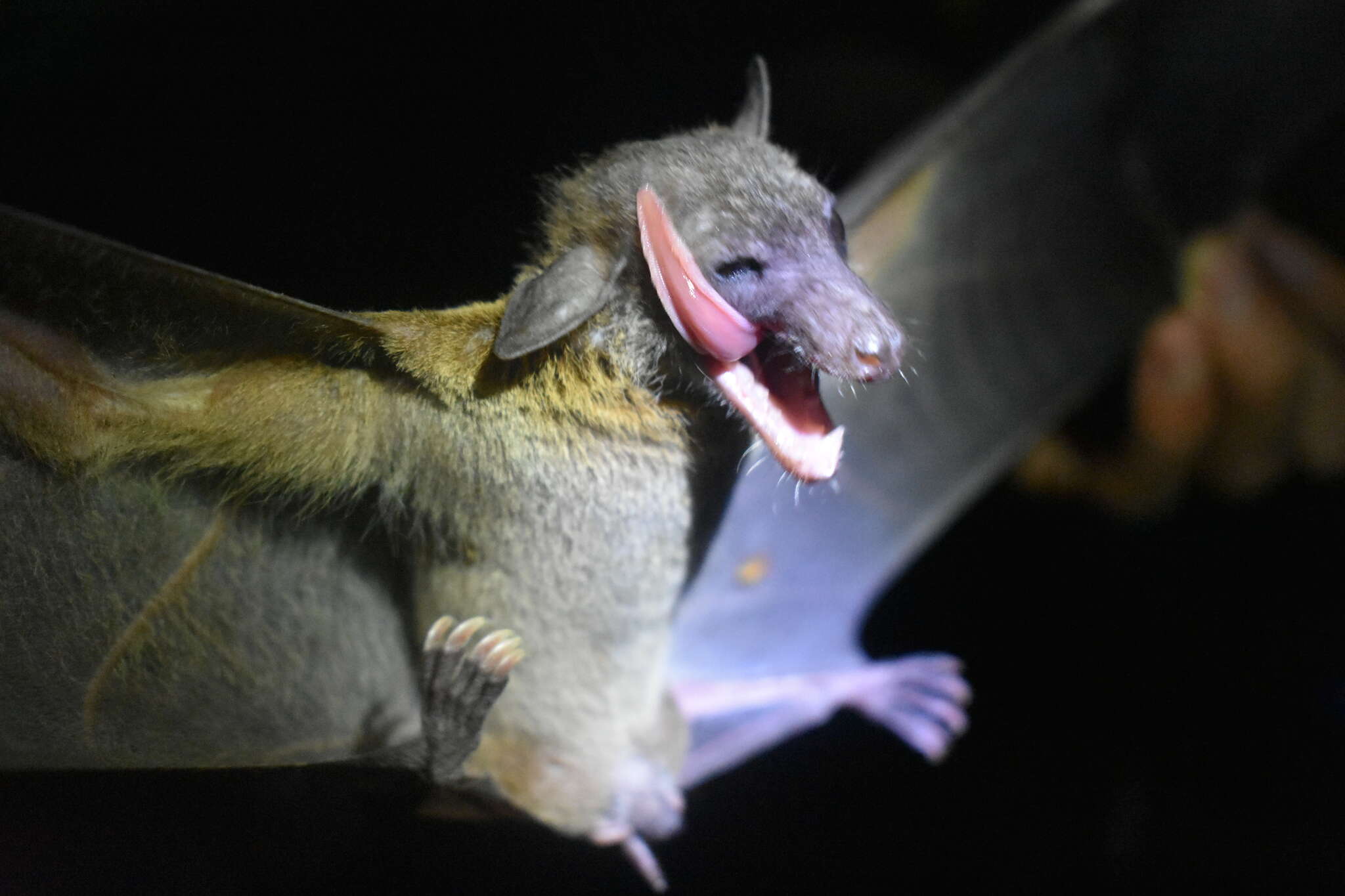 Image of lesser dawn bat