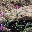 Sivun Astragalus puniceus Osterhout kuva