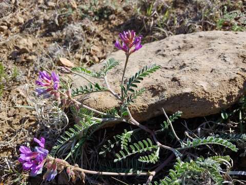 Sivun Astragalus puniceus Osterhout kuva