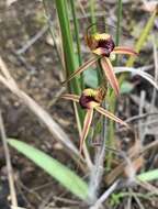 Image of Plain-lip spider orchid