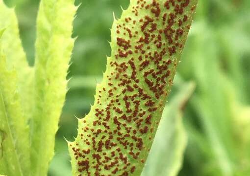 Imagem de Puccinia punctiformis (F. Strauss) Röhl. 1813