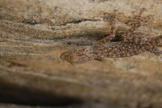 Image of Fan-fingered gecko