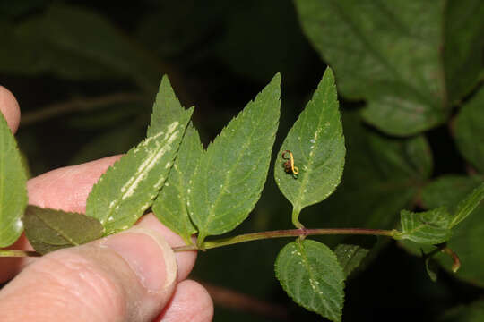 Image of Alonsoa acutifolia Ruiz & Pav.