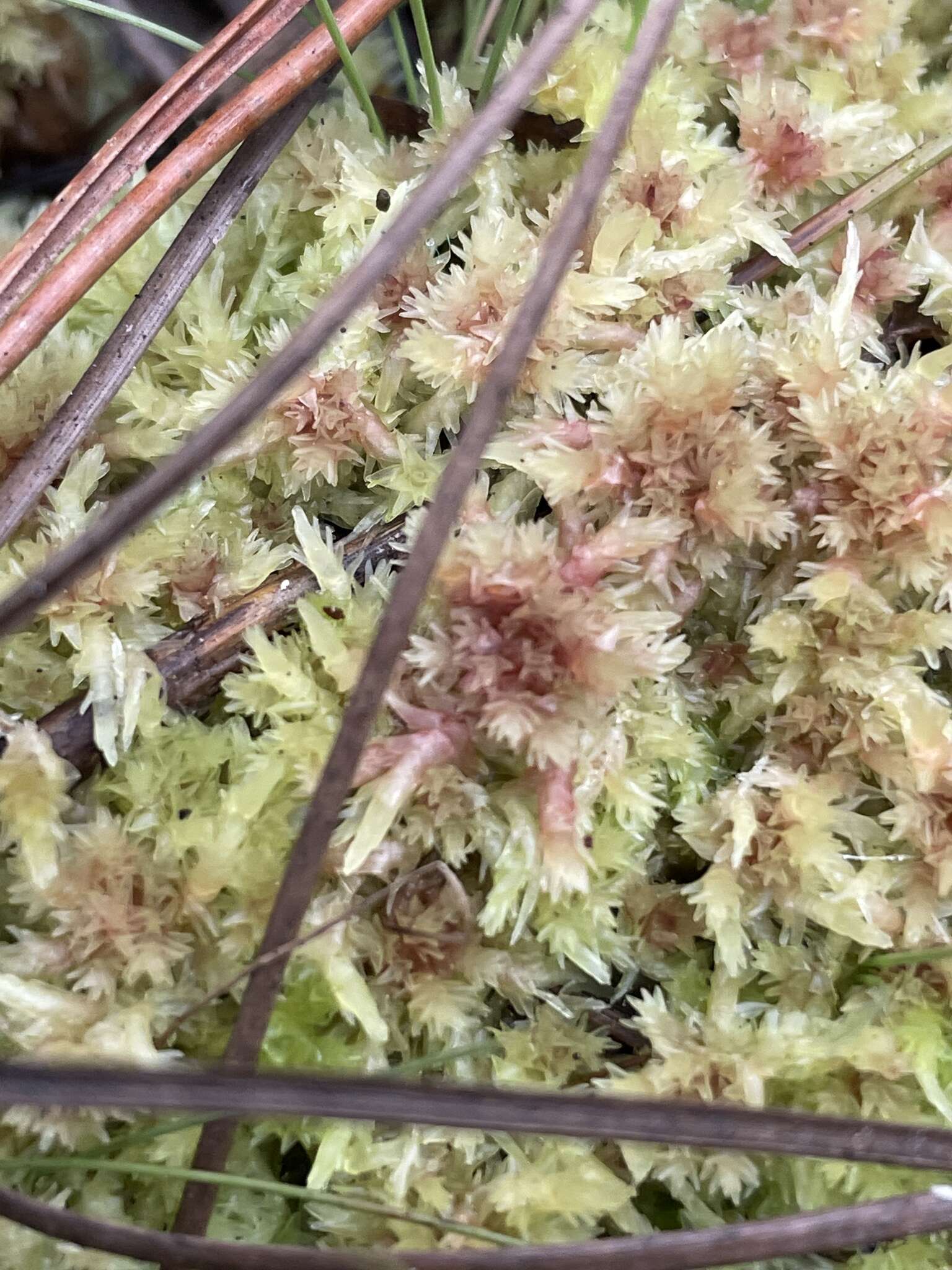 Image of blushing bog-moss