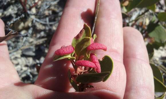 Image of Manzanita Leaf Gall Aphid