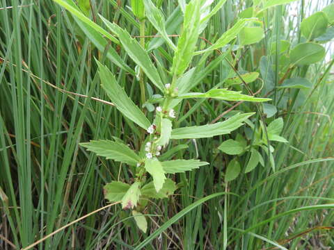 Image of rough bugleweed