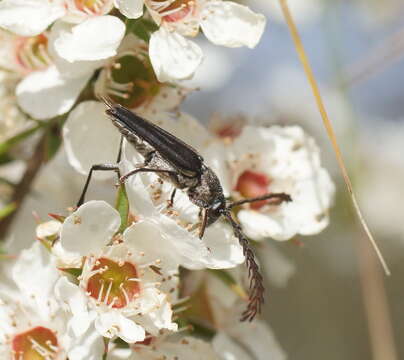 Image of Distichocera macleayi Newman 1851