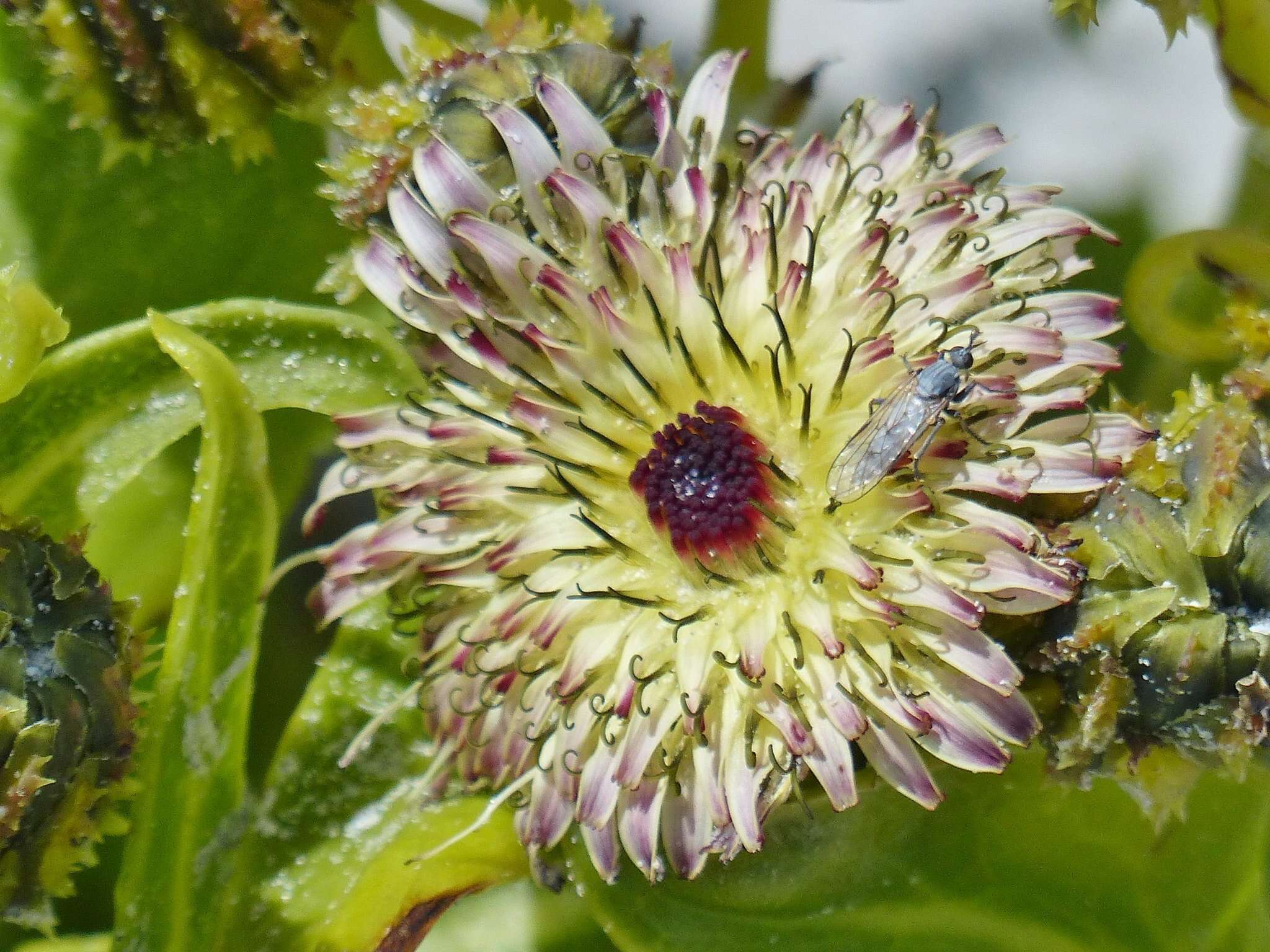 Plancia ëd Sonchus grandifolius T. Kirk