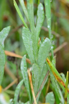 Image of Chrysocephalum apiculatum subsp. apiculatum