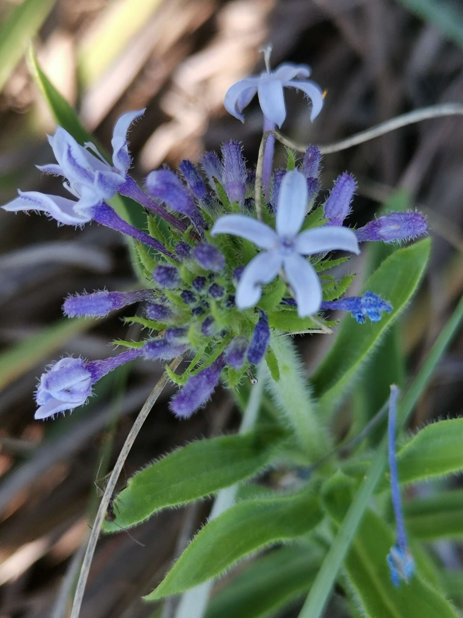 Image of Pentanisia prunelloides subsp. prunelloides