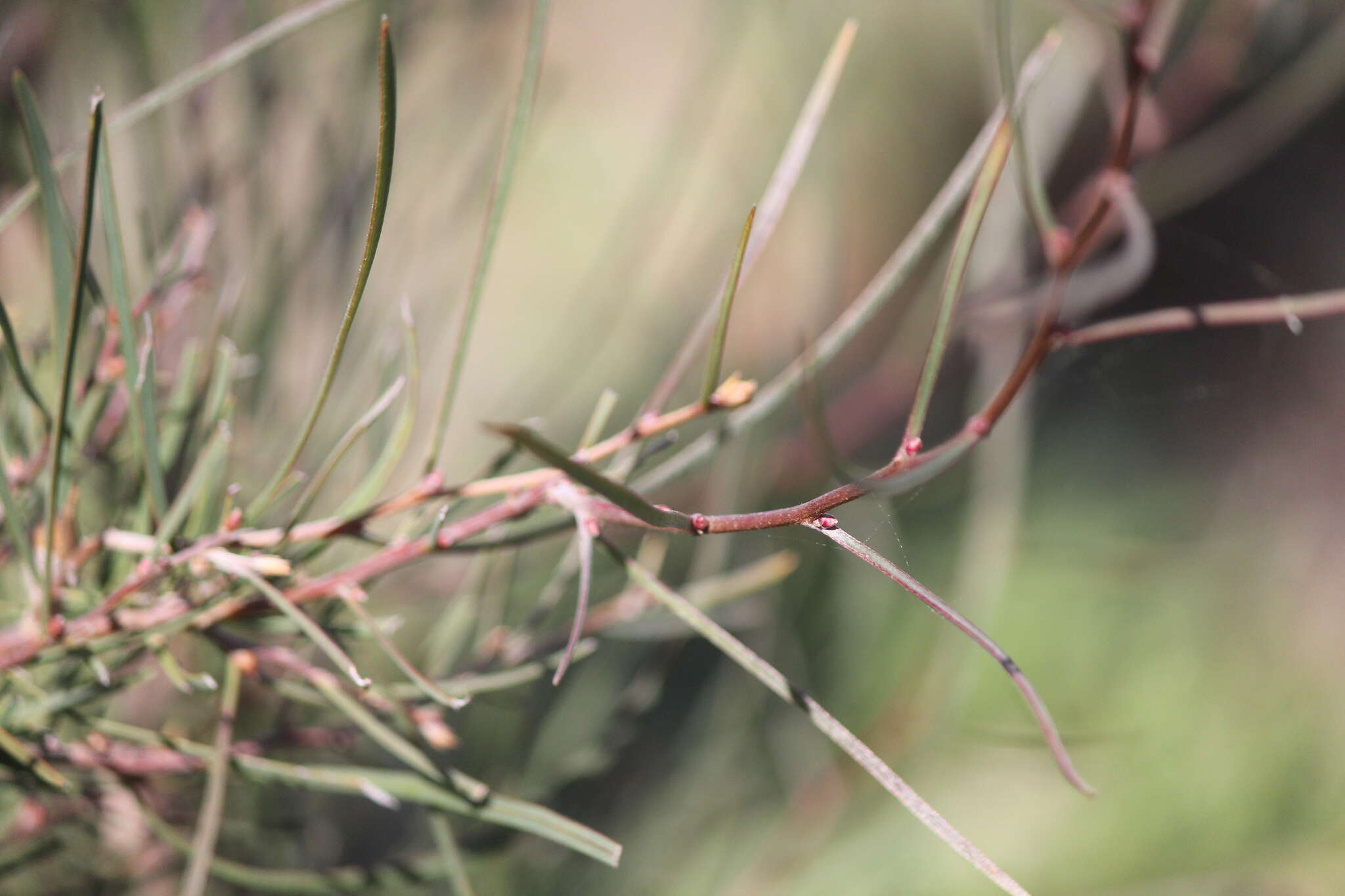 Image of Hakea carinata F. Müll. ex Meissn.