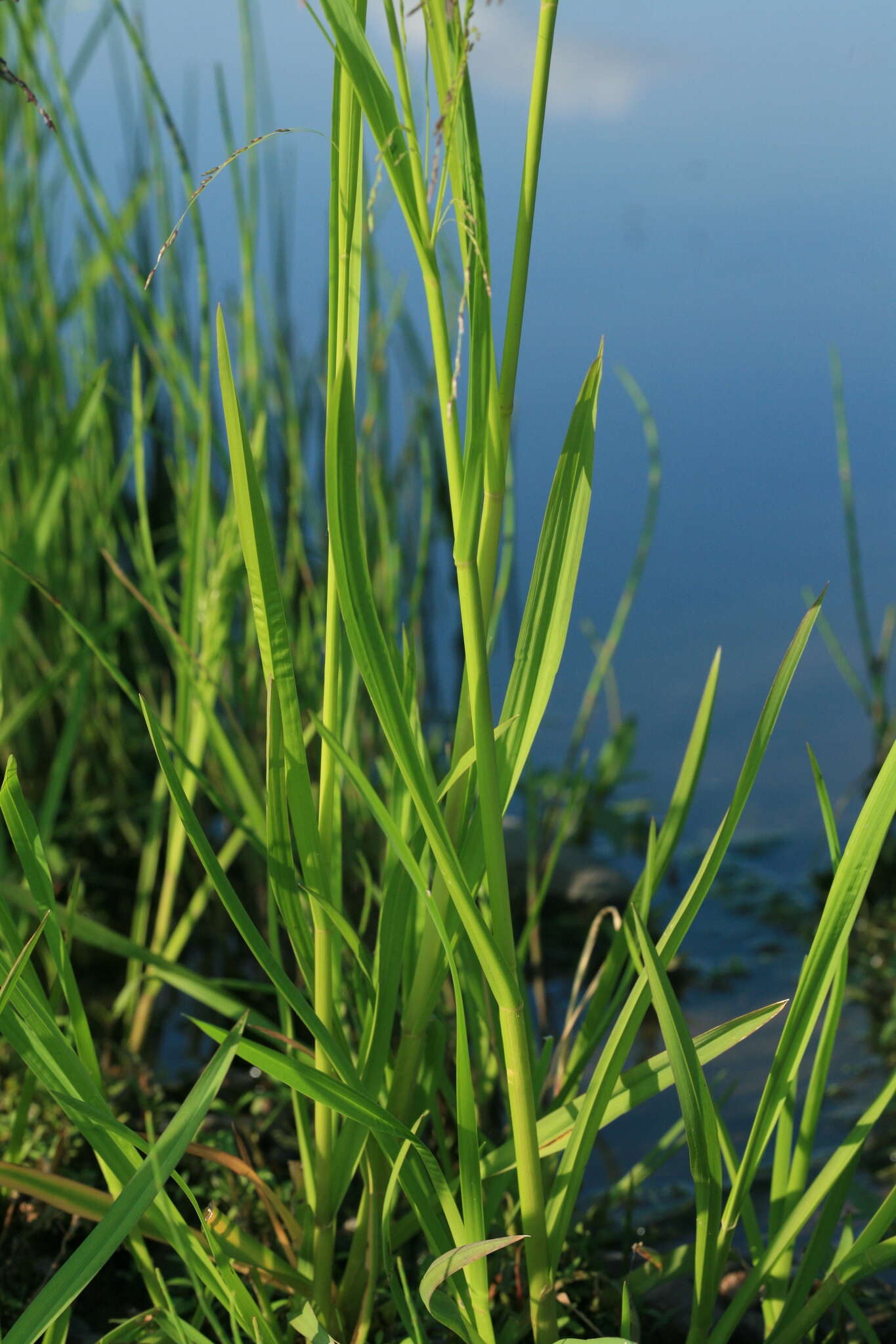 Image of Glyceria arundinacea Kunth