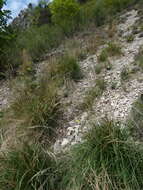 Plancia ëd Achnatherum calamagrostis (L.) P. Beauv.