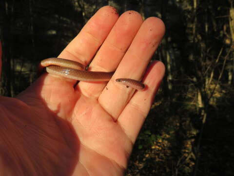 Image of Carphophis amoenus helenae (Kennicott 1859)