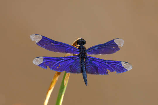 Rhyothemis cognata (Rambur 1842) resmi